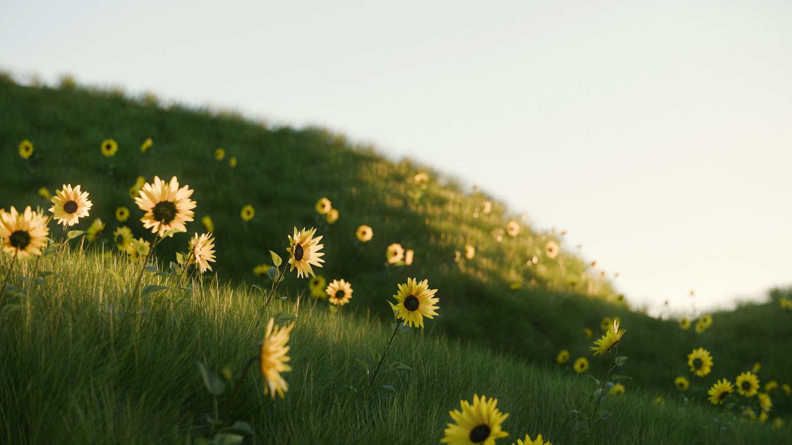 Shubham Dhage - Unsplash